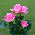 3d55f7240f591bf96940410be259ad04
